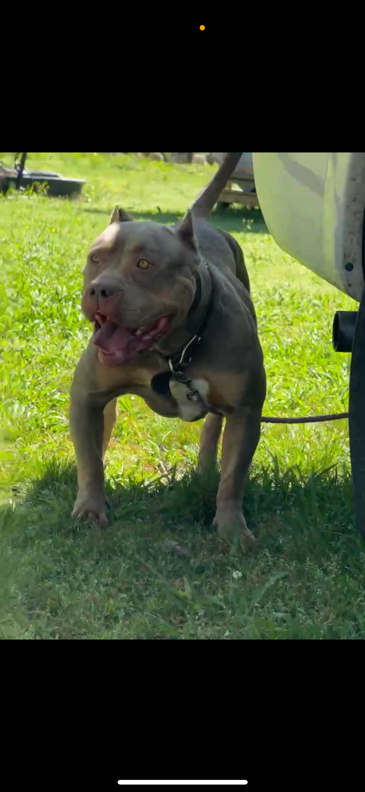 Dog Featured Image