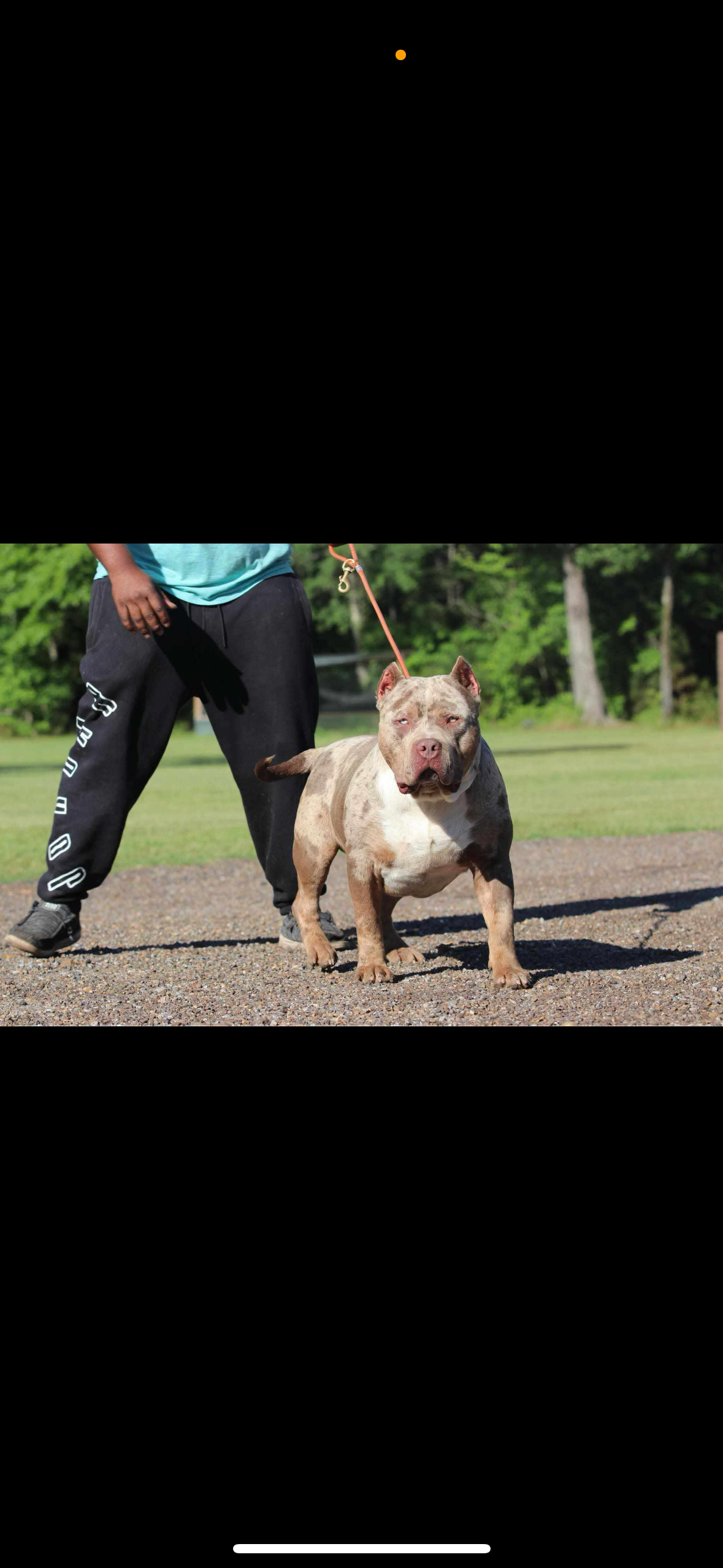 Dog Featured Image