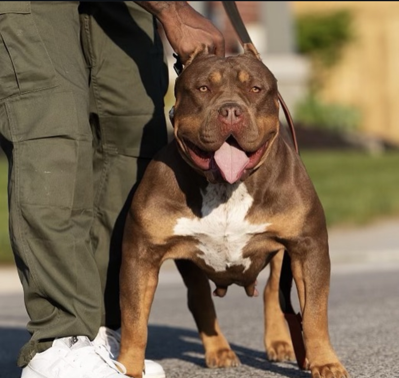 Dog Featured Image