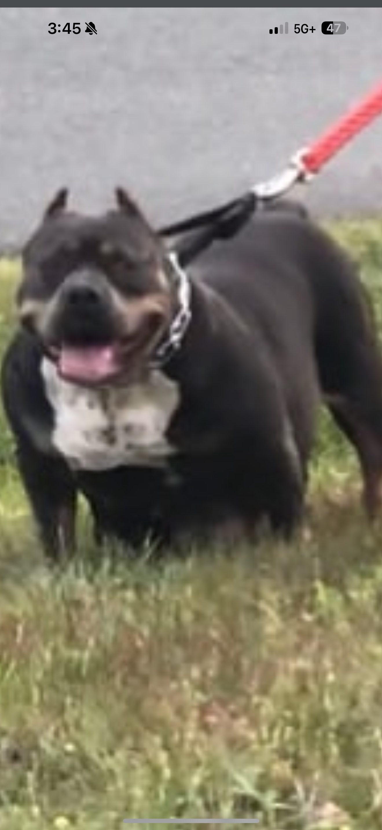 Dog Featured Image