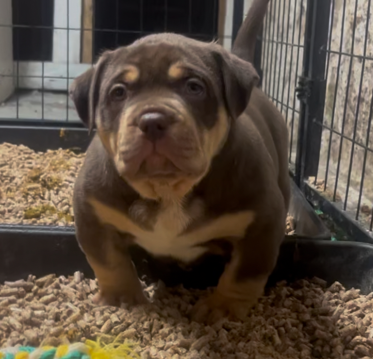 Dog Featured Image