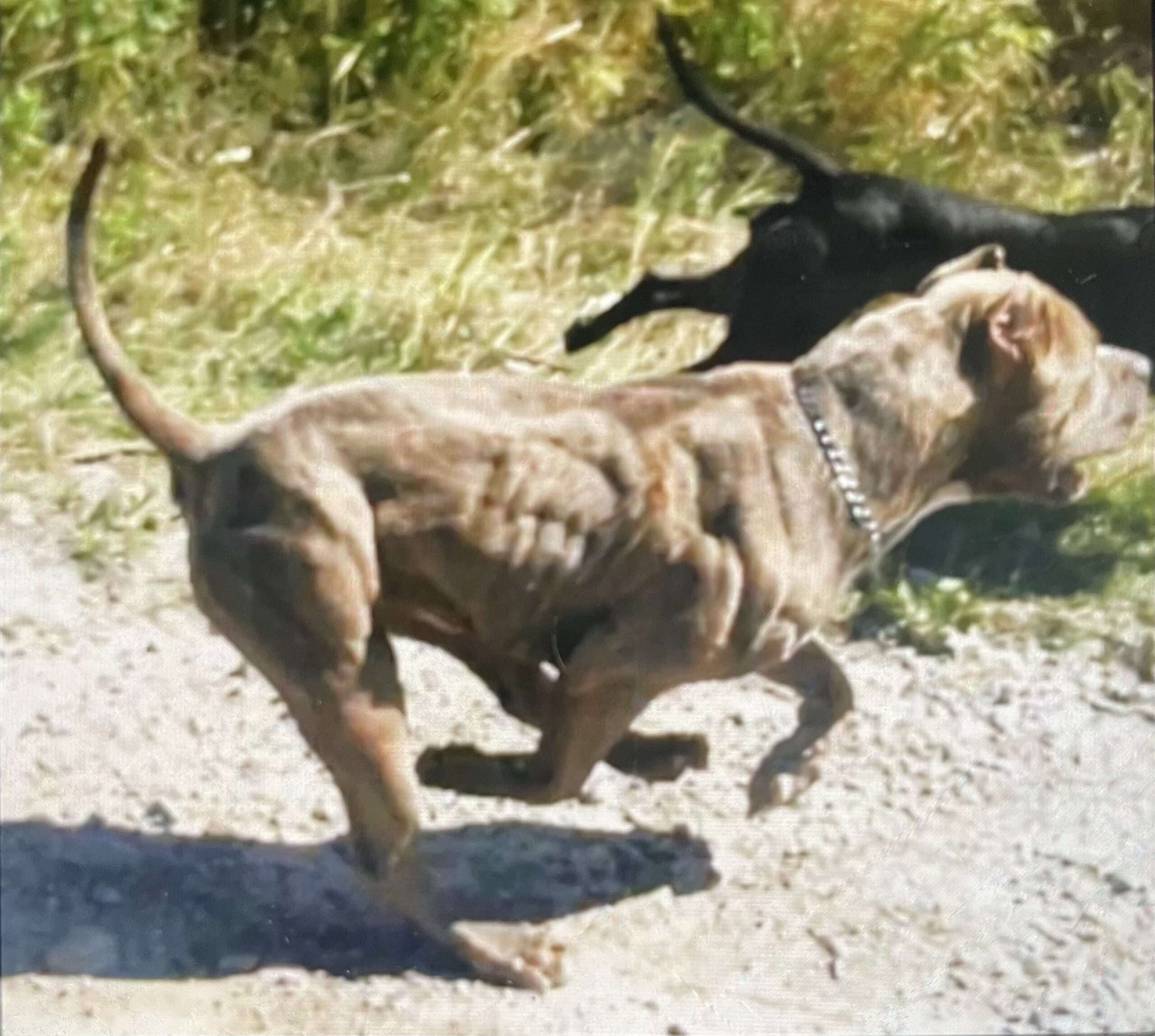 Dog Featured Image