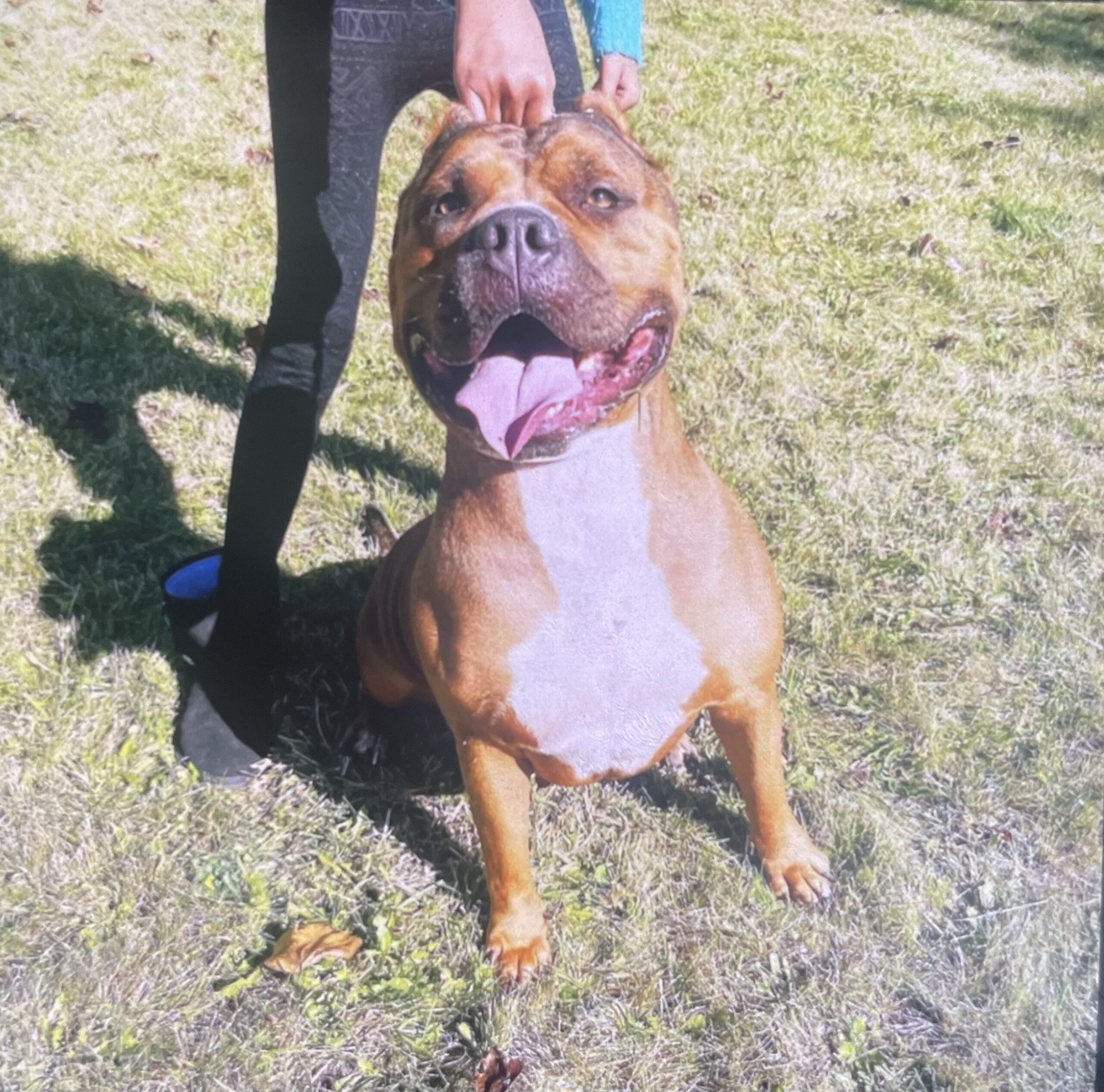 Dog Featured Image