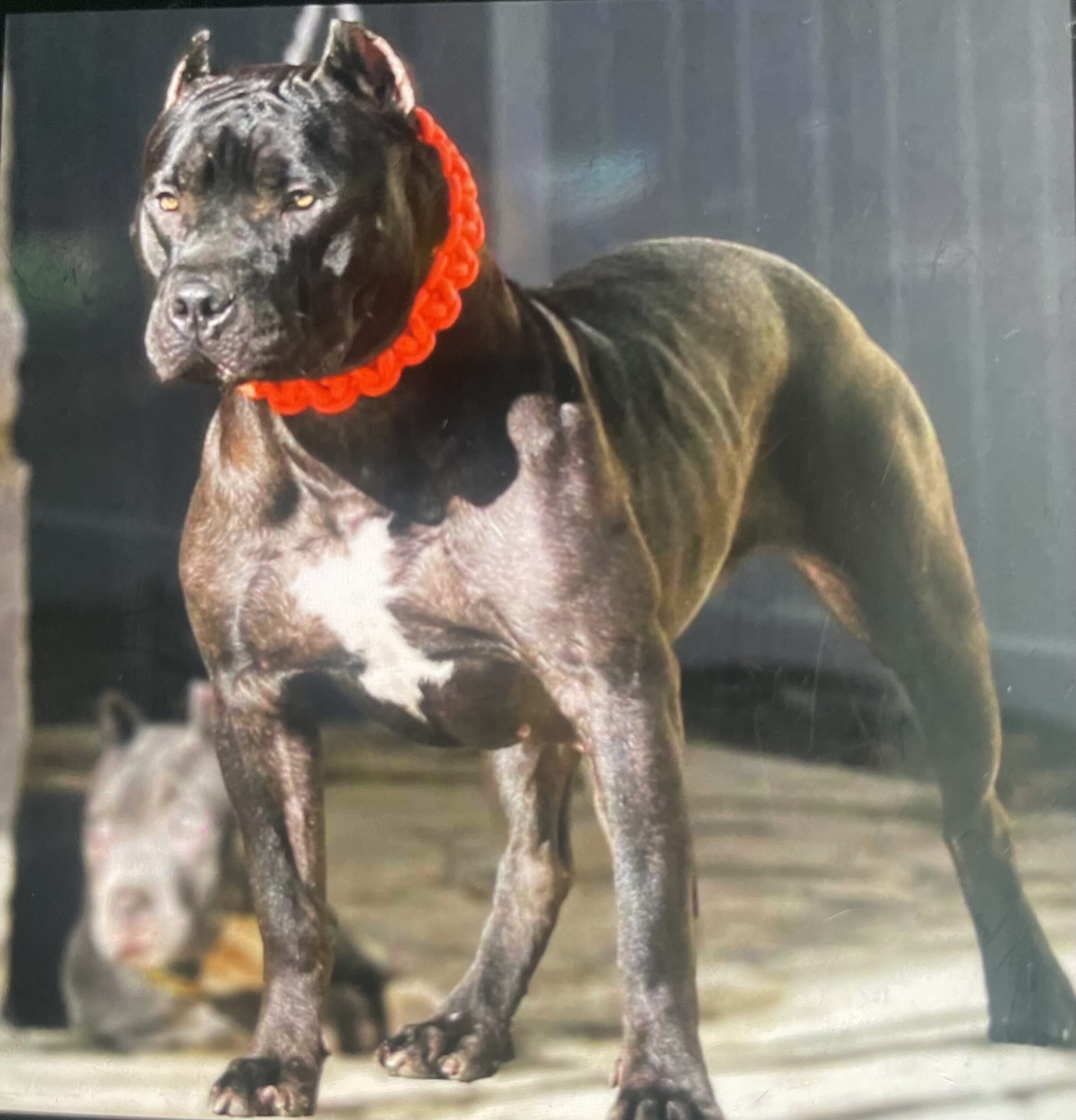 Dog Featured Image