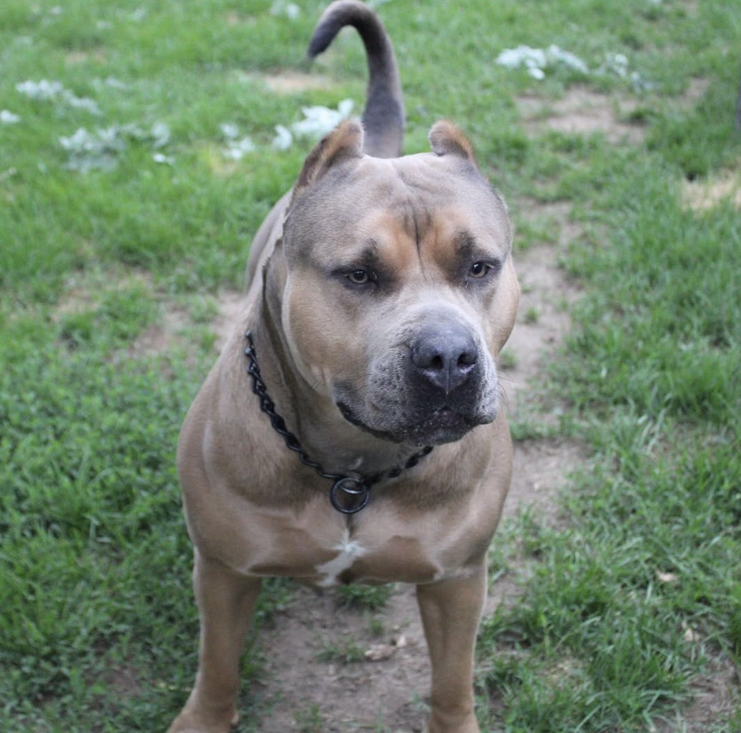 Dog Featured Image