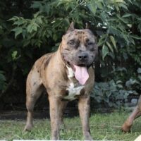 TNTBullies Tookie
