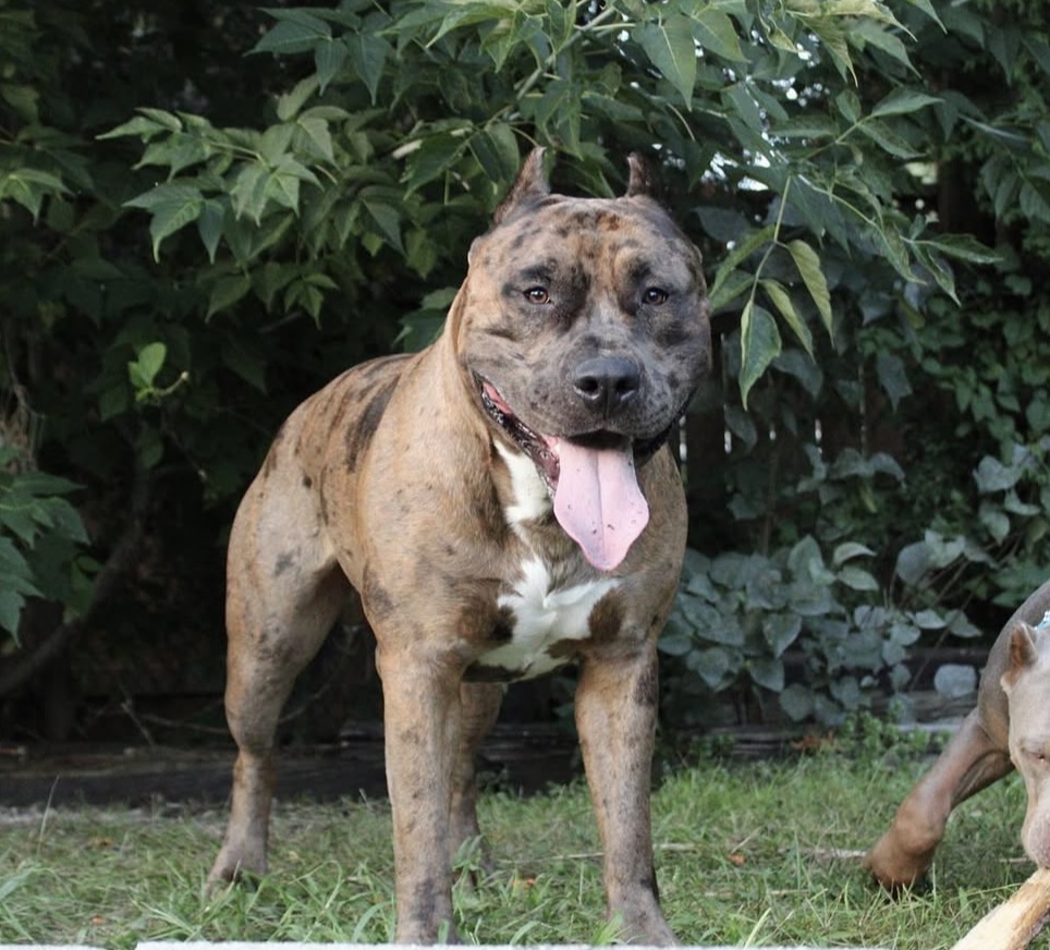 Dog Featured Image