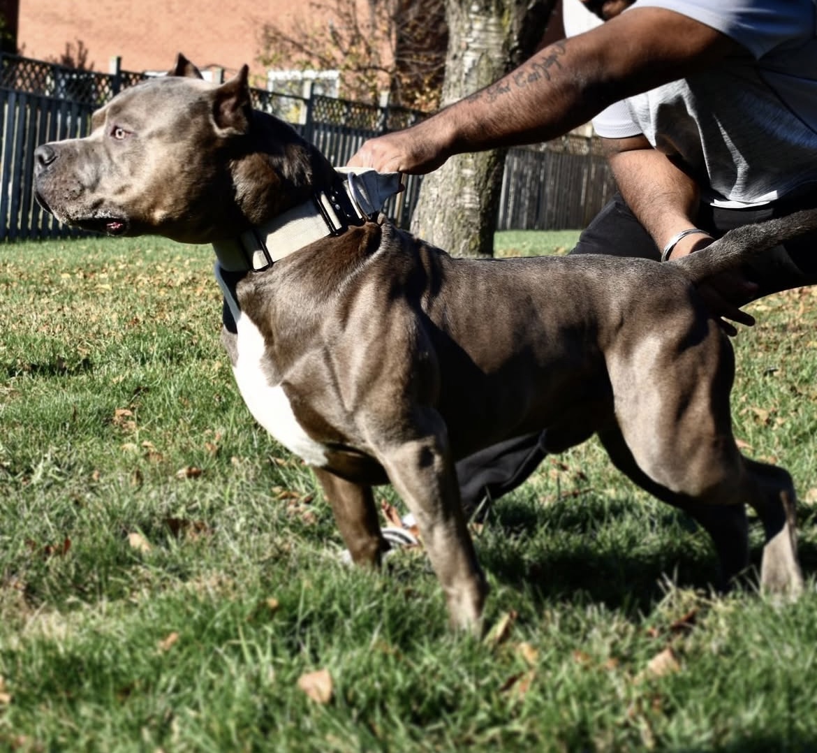 Dog Featured Image