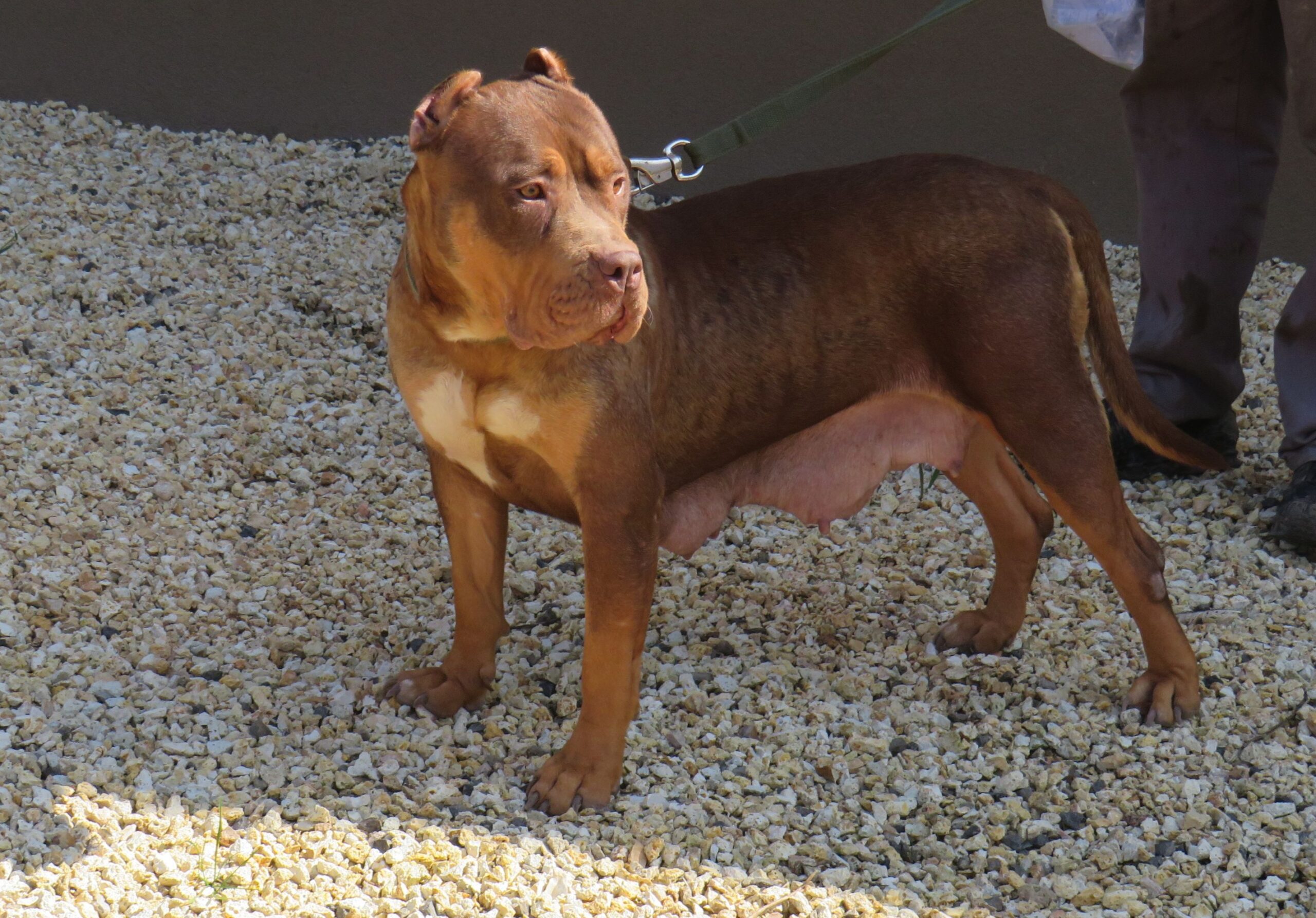Dog Featured Image
