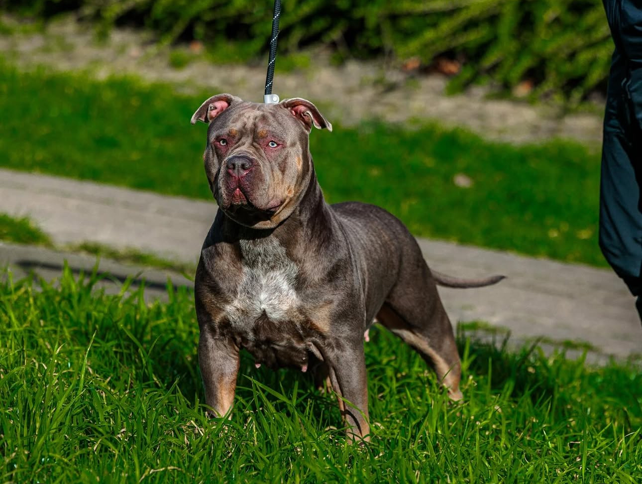 Dog Featured Image