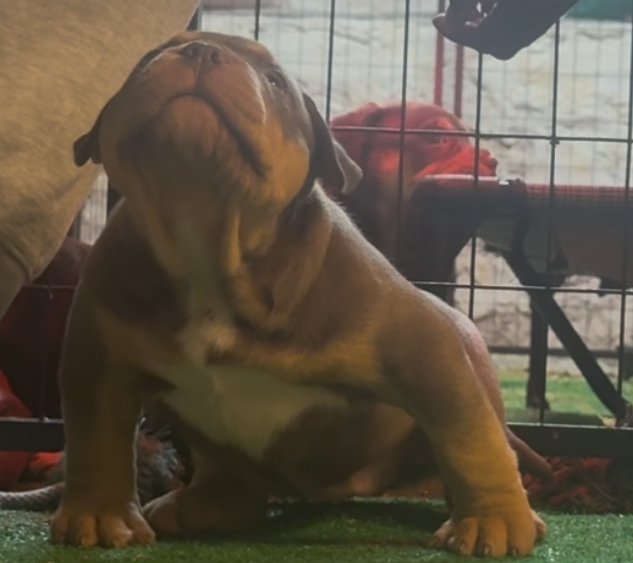 Dog Featured Image