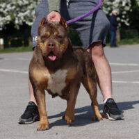 Dog Featured Image