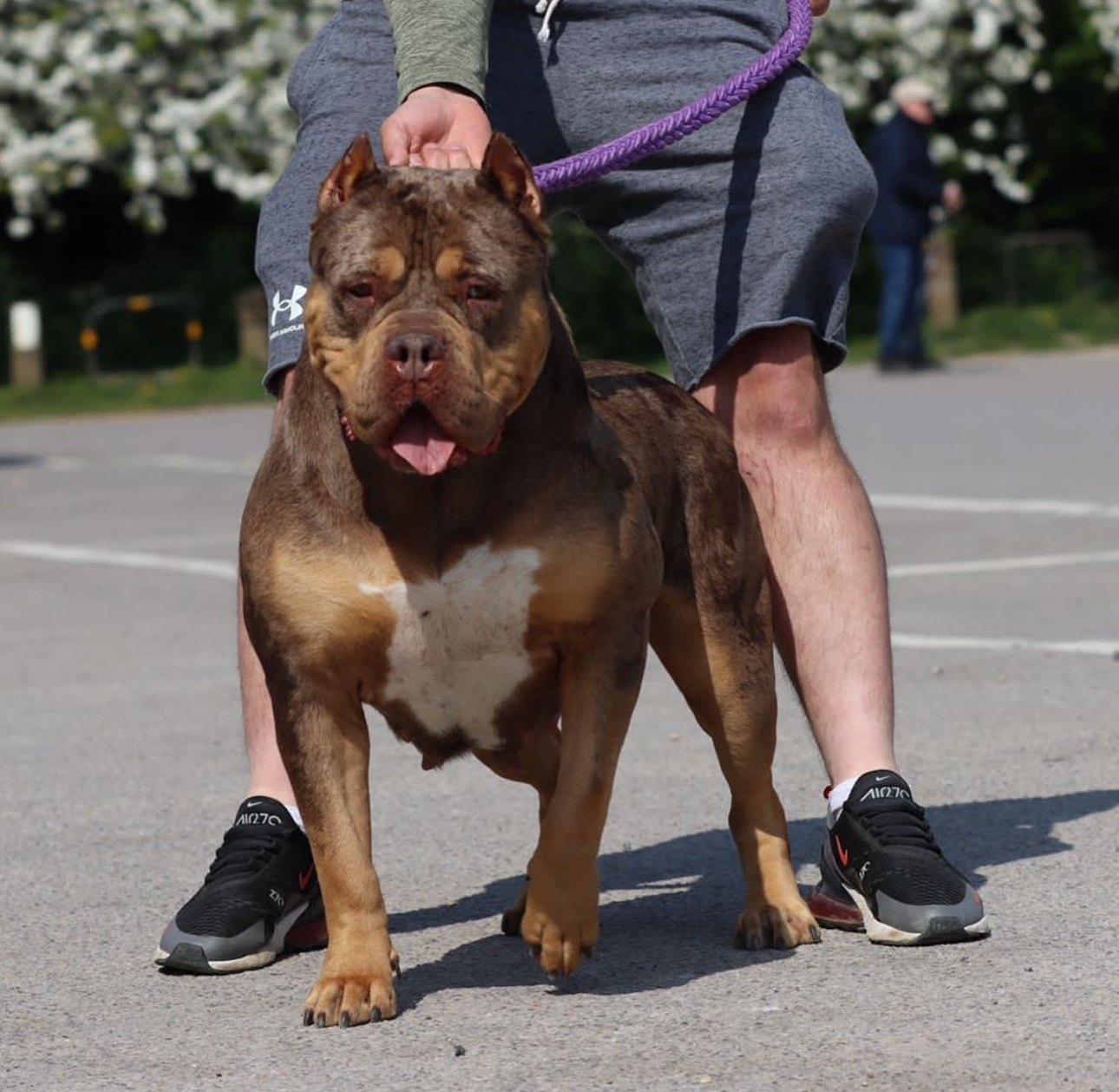 Dog Featured Image