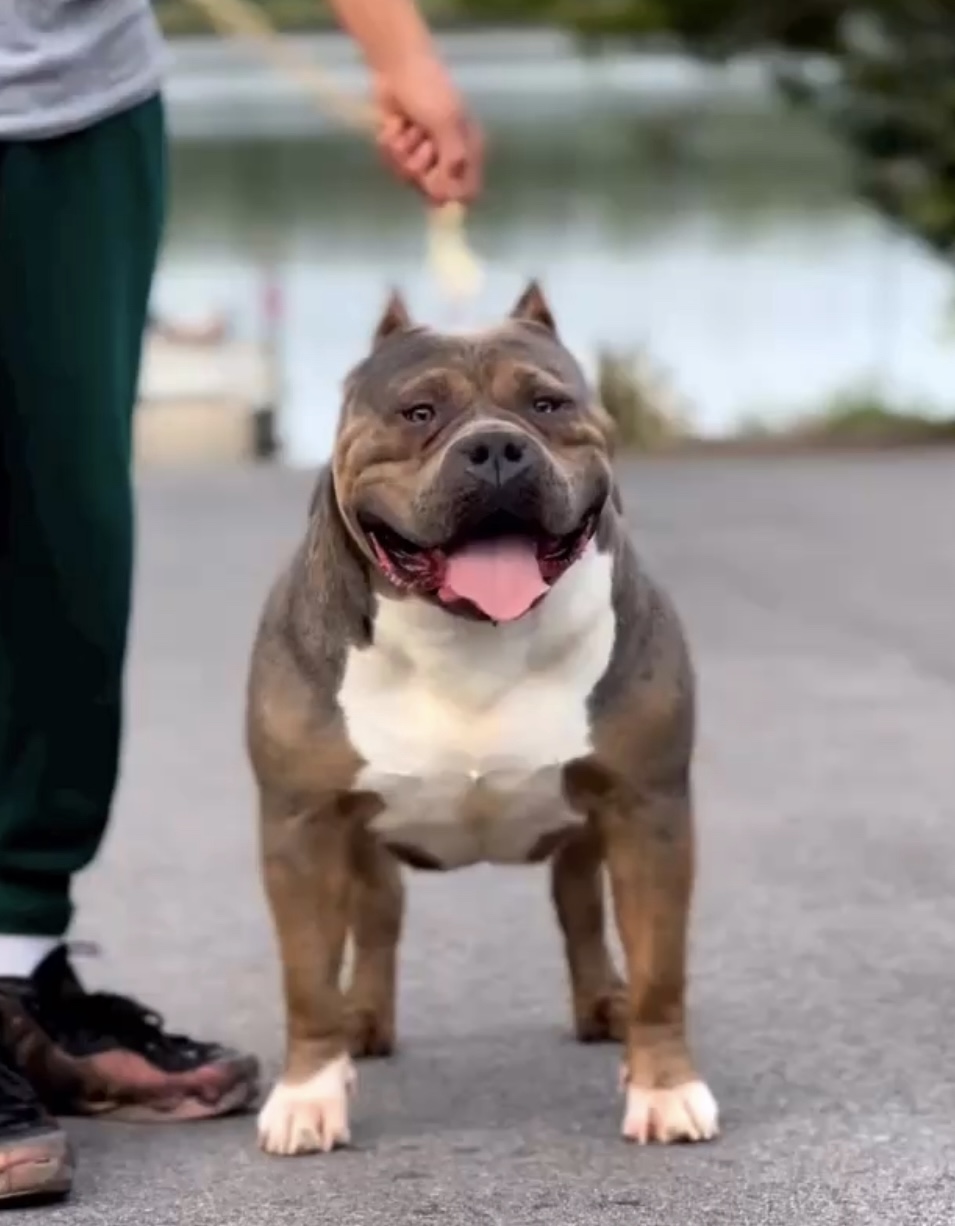 Dog Featured Image