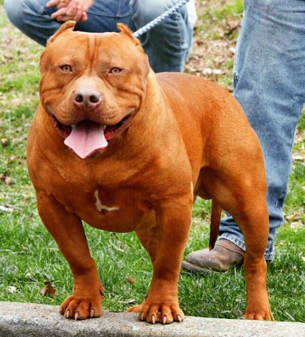 Dog Featured Image
