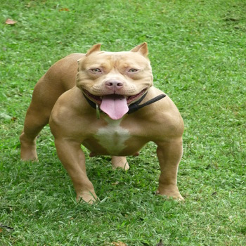Dog Featured Image