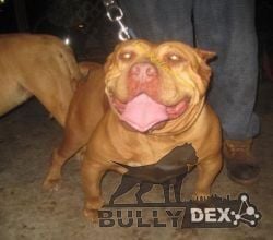 Dog Featured Image