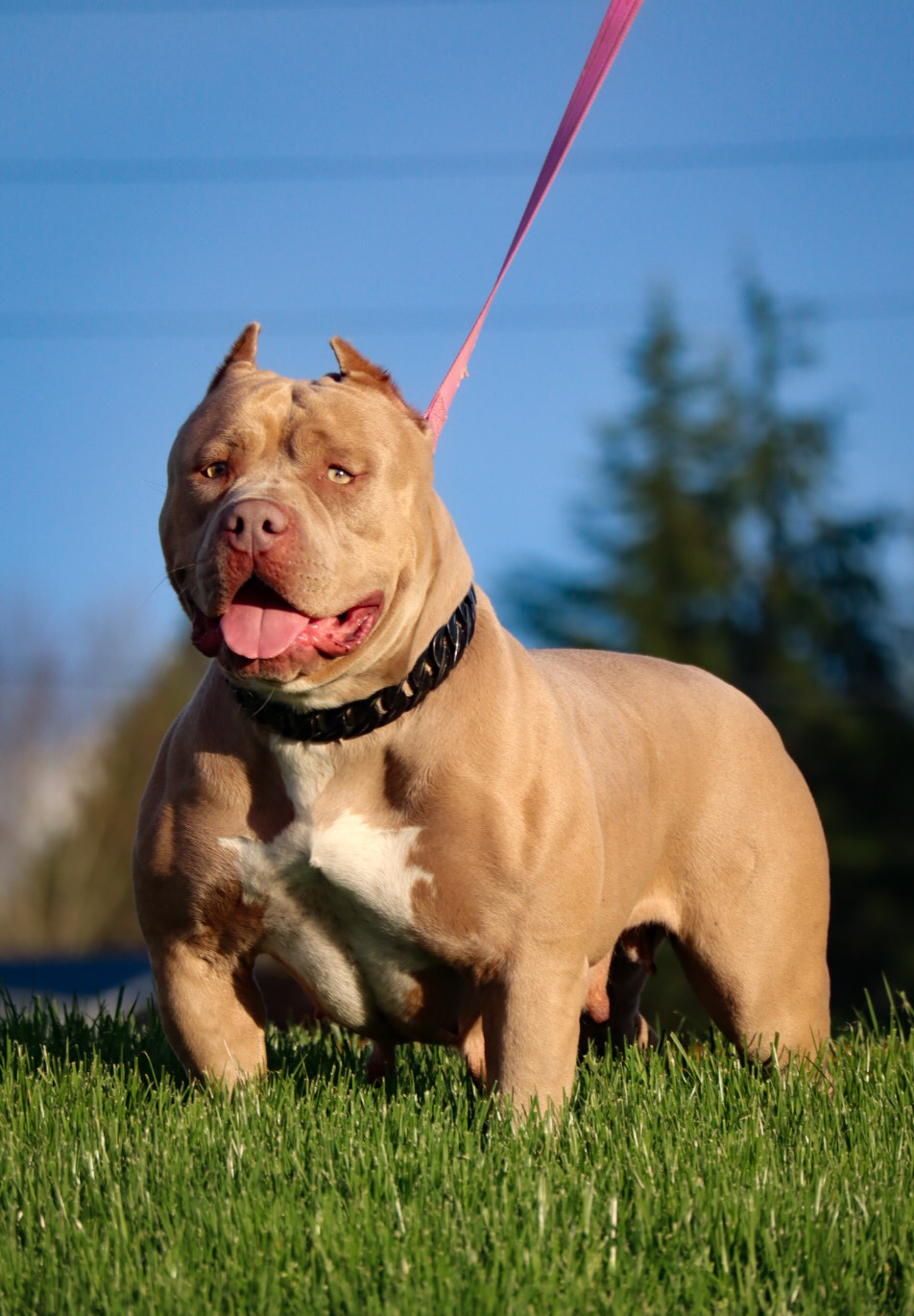 Dog Featured Image