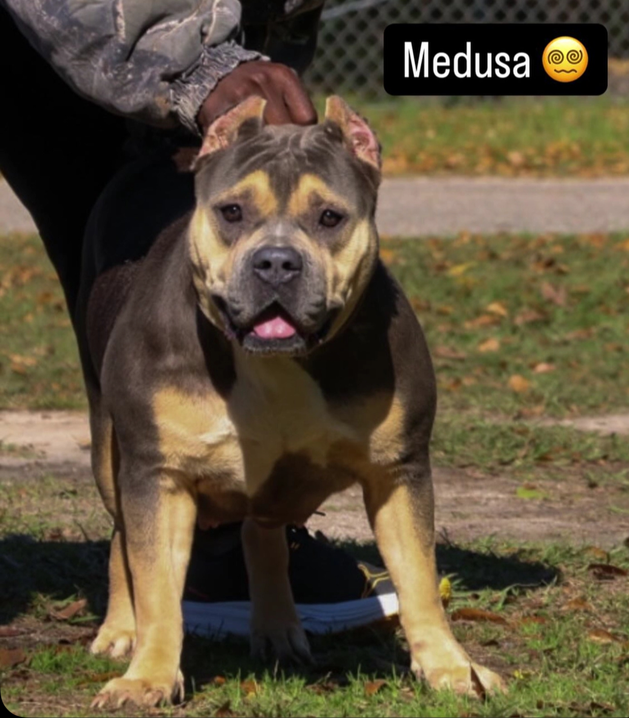 Dog Featured Image