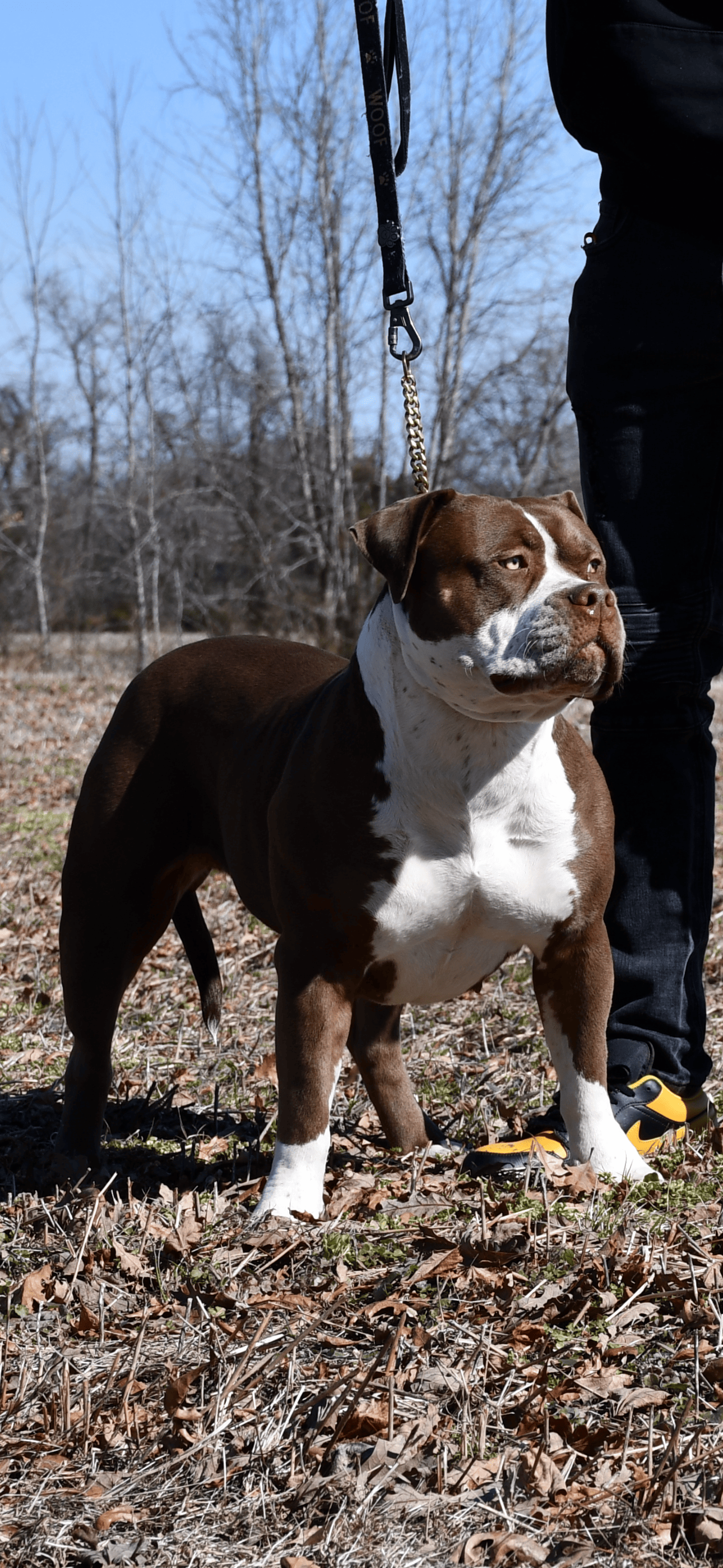 Dog Featured Image