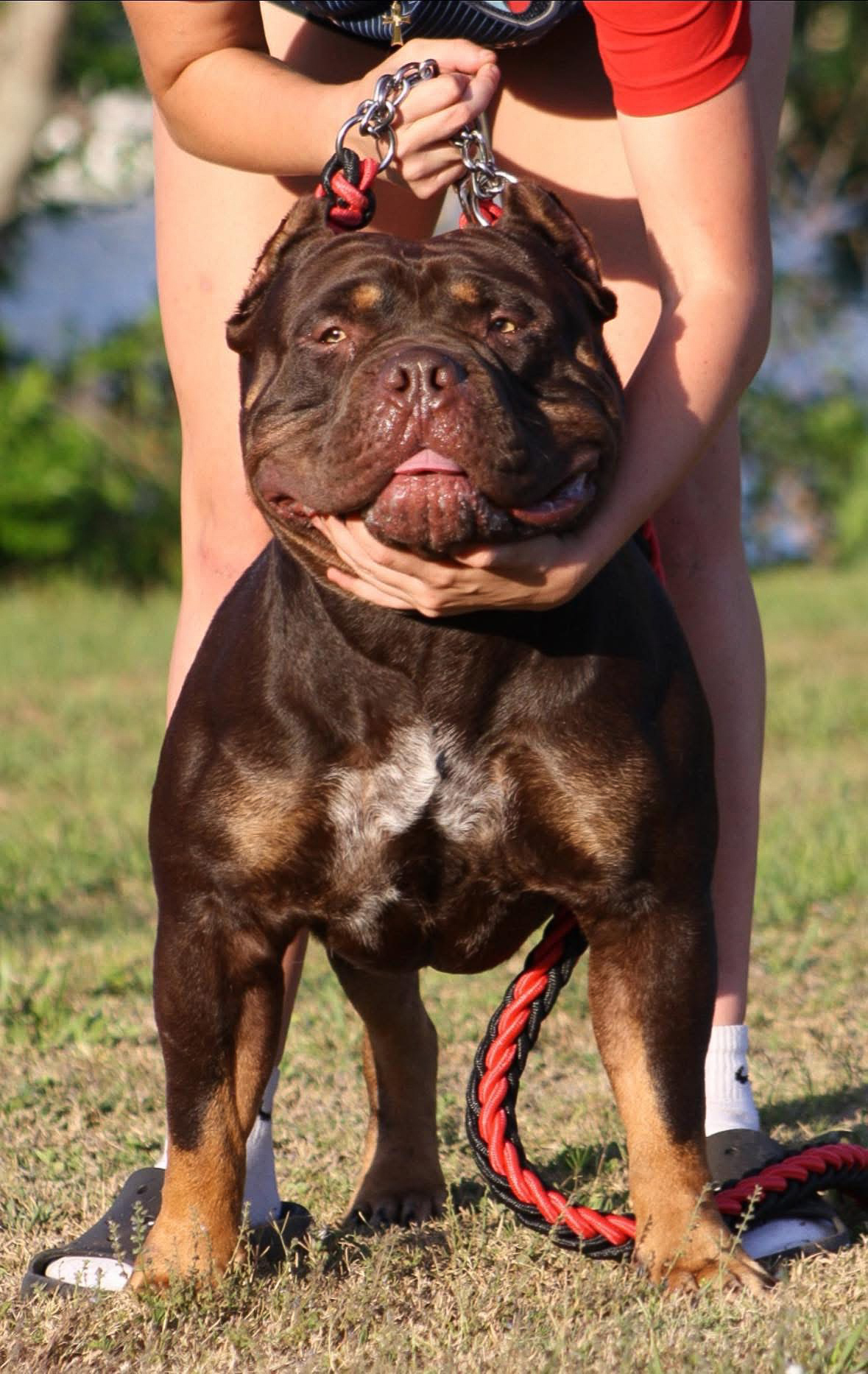 Dog Featured Image
