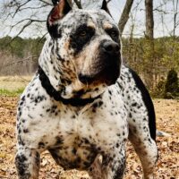 WRXHLB Ori of Carolina Kind Bullies