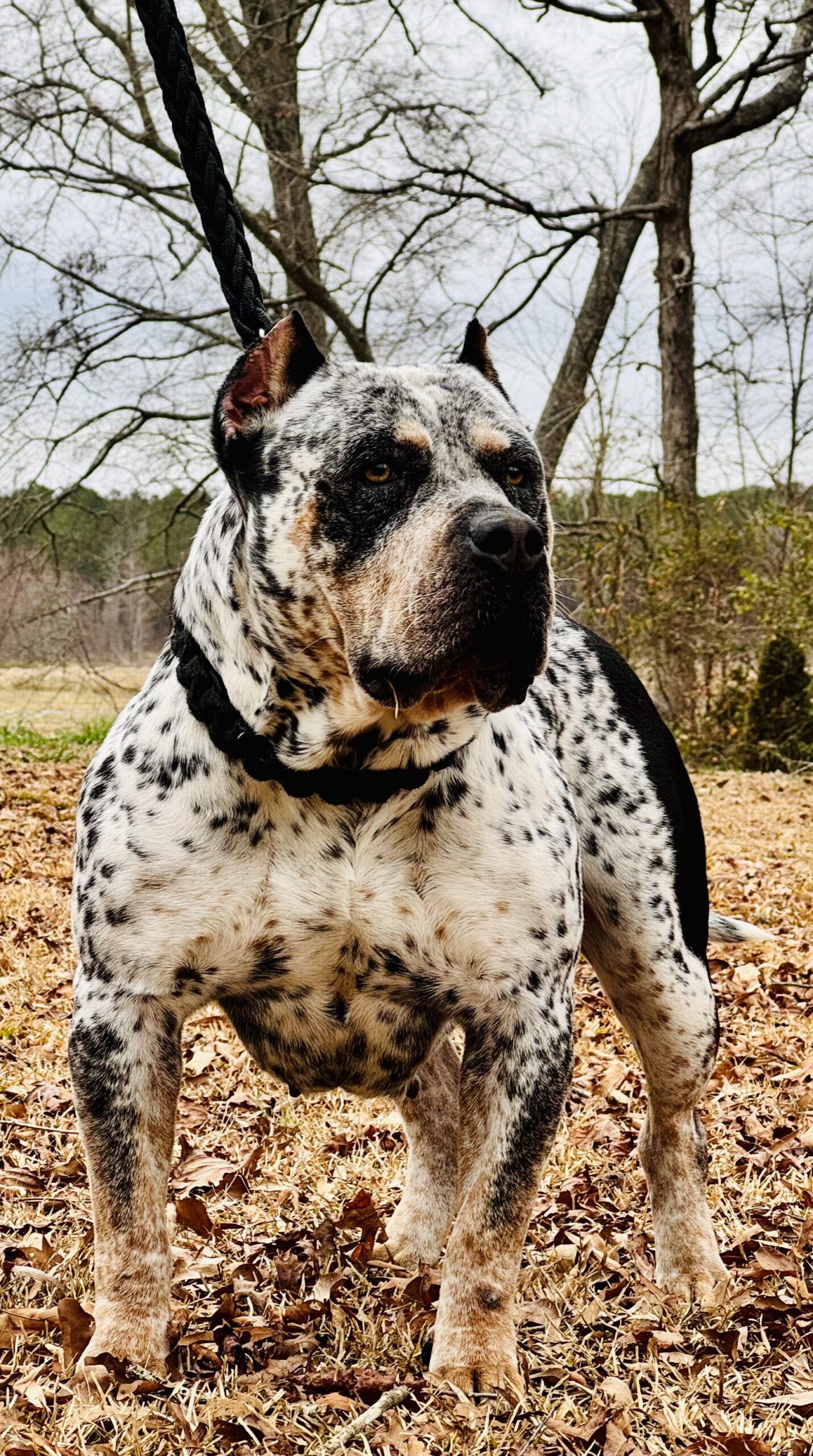 Dog Featured Image