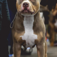 ColeBluuz Blu Bear