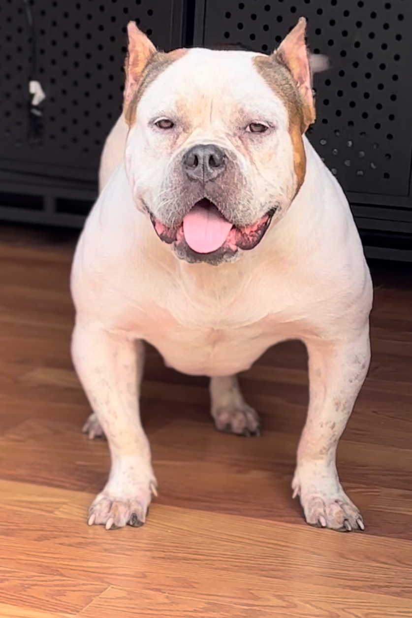 Dog Featured Image