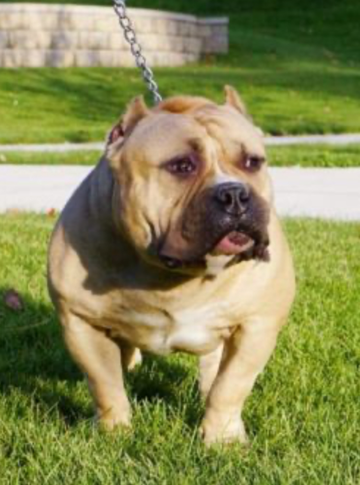 Dog Featured Image