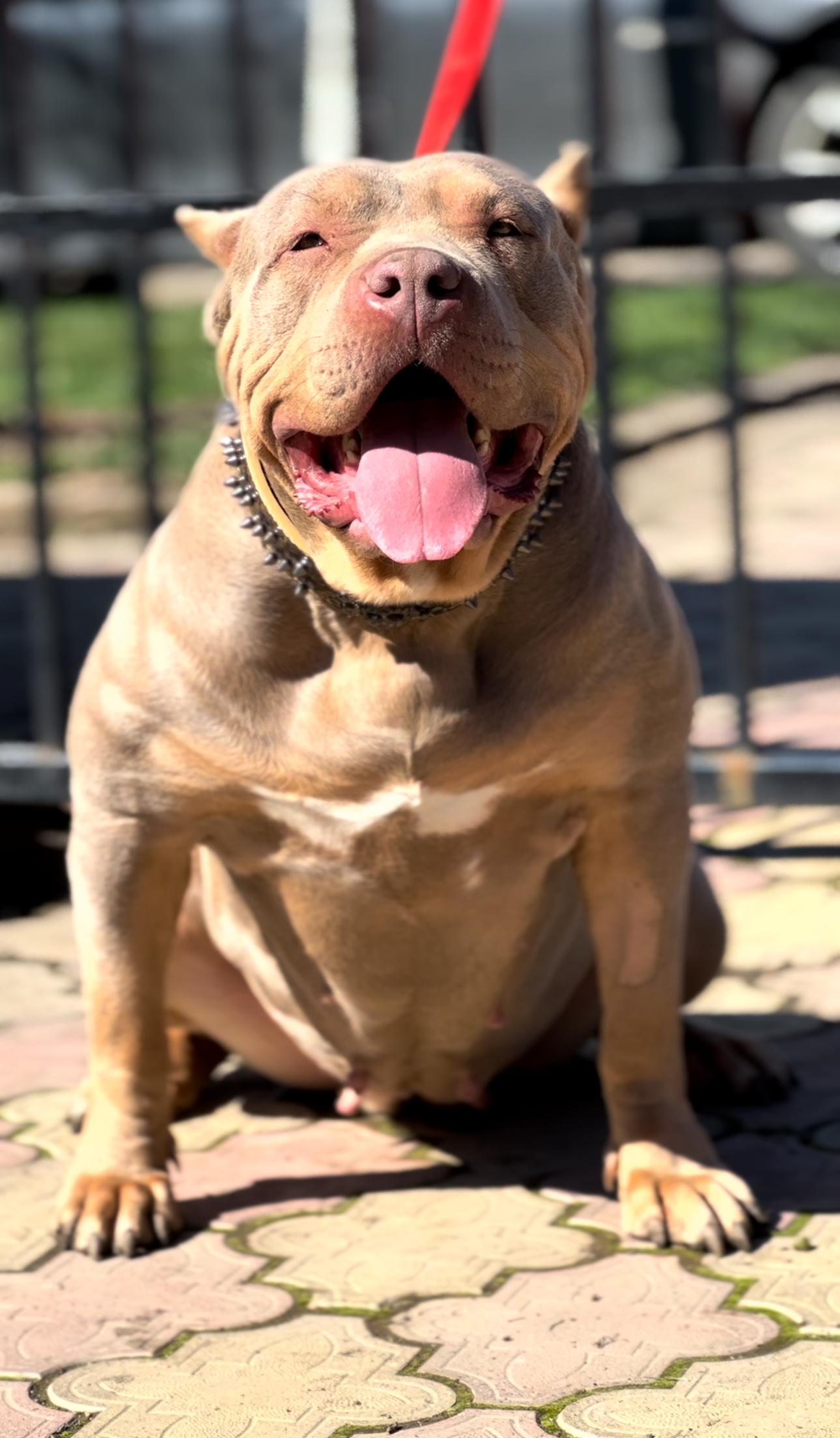 Dog Featured Image