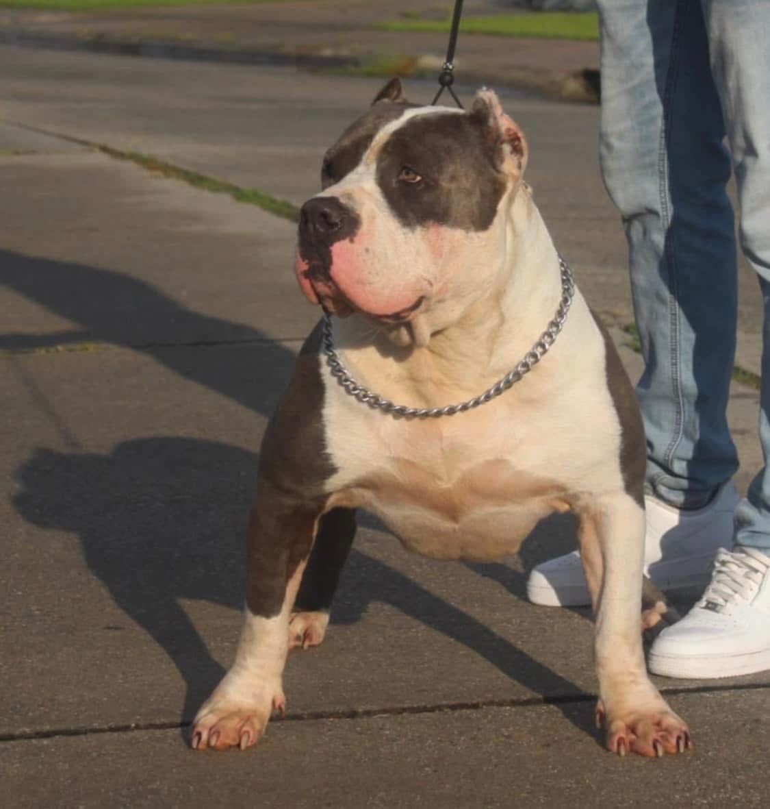 Dog Featured Image