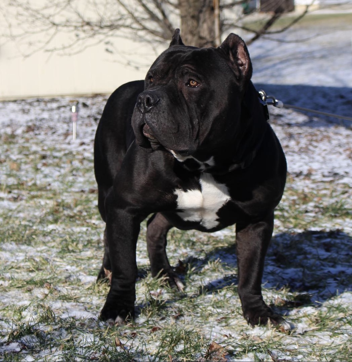 Dog Featured Image