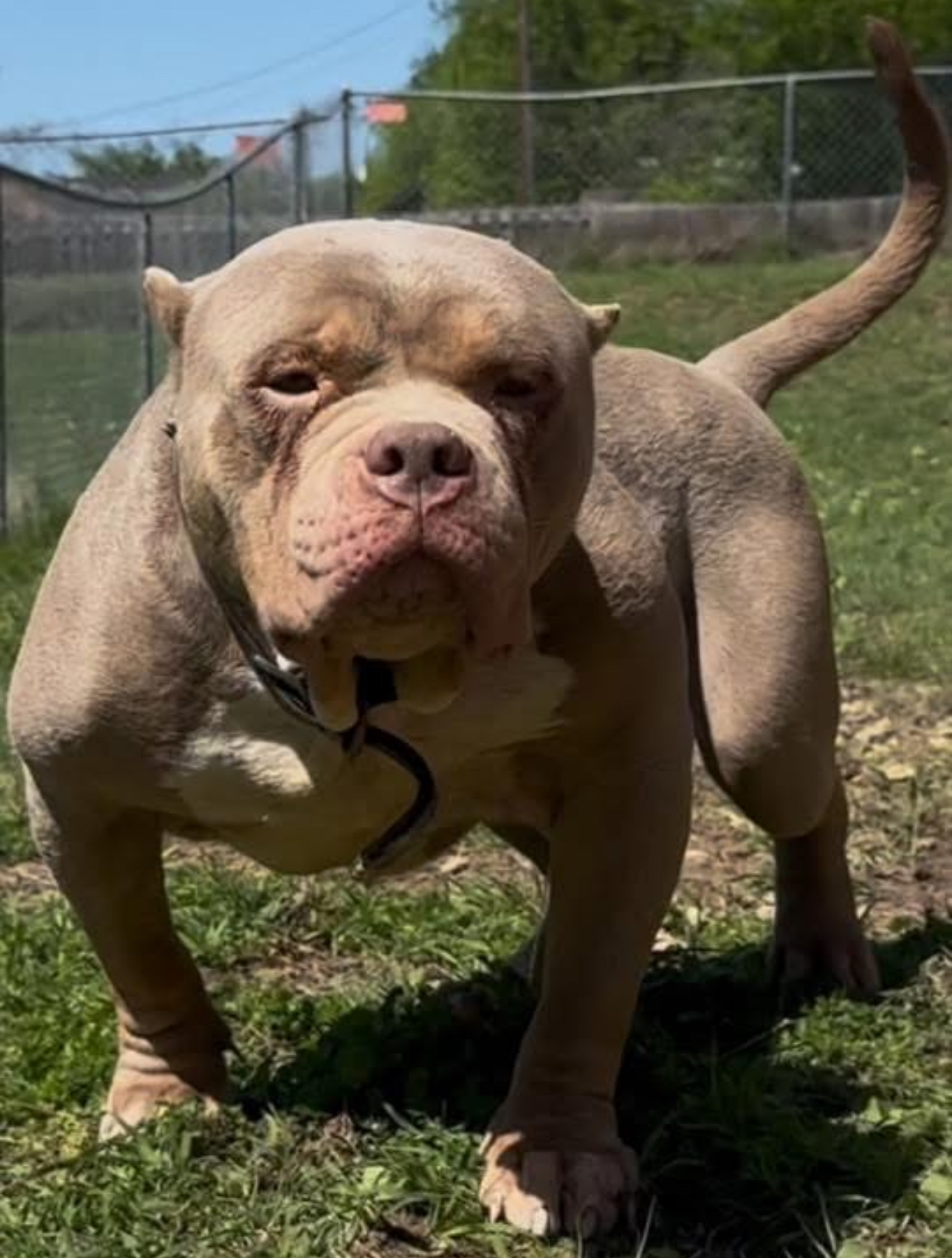 Dog Featured Image