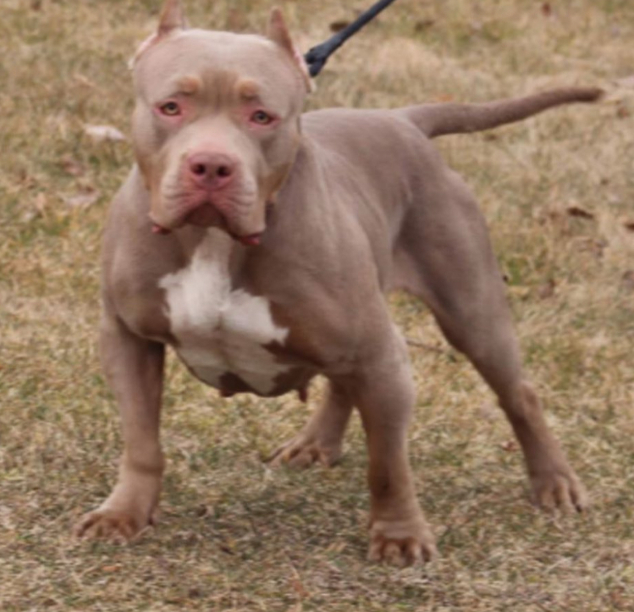 Dog Featured Image