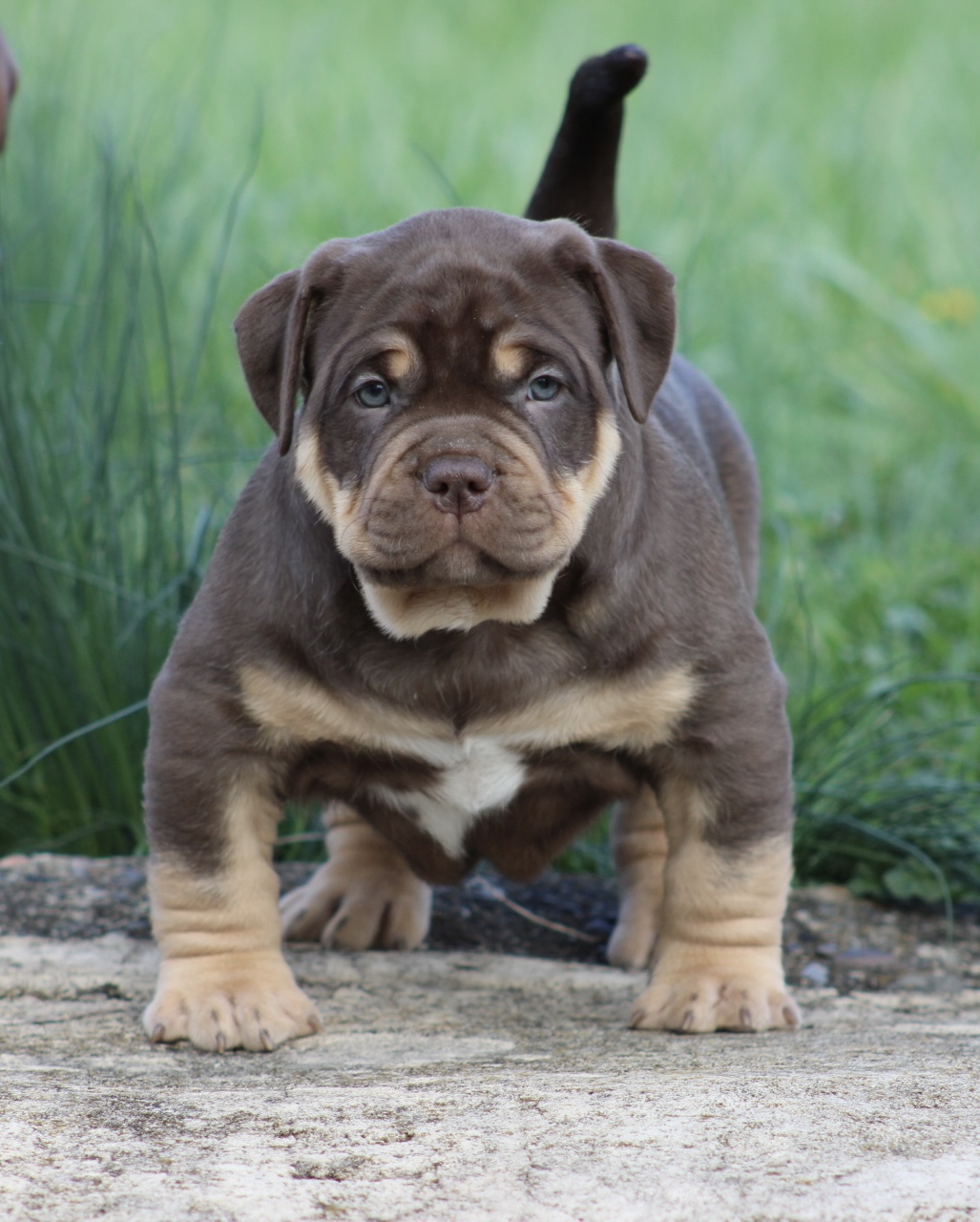 Dog Featured Image