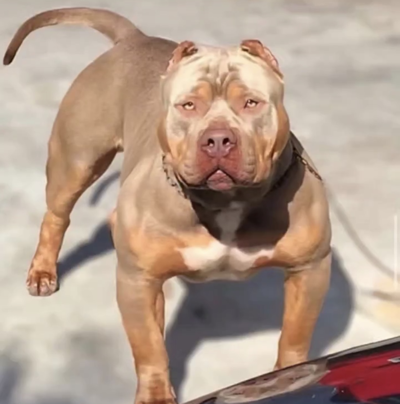 Dog Featured Image