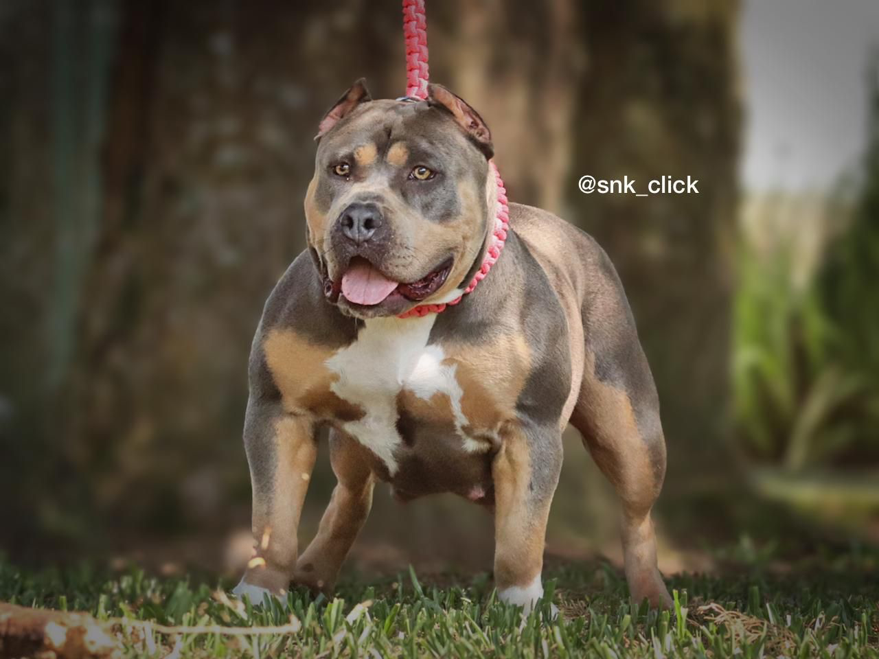 Dog Featured Image