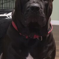 Savage7Bullies “THANOS”