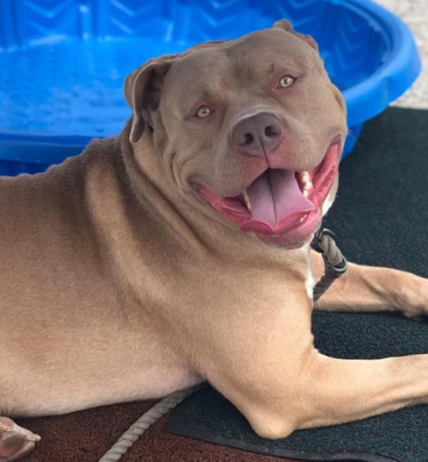 Dog Featured Image