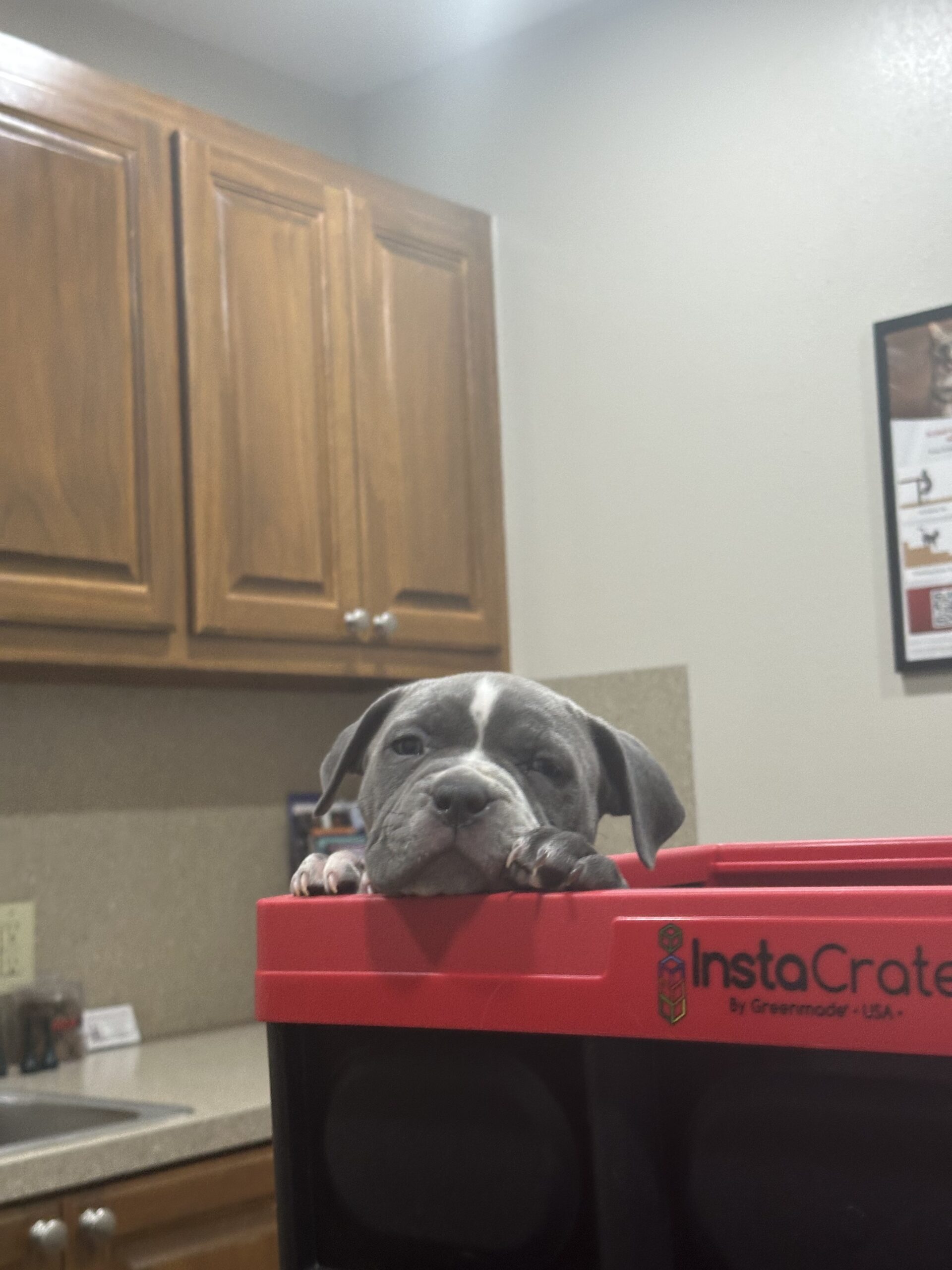 Dog Featured Image