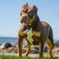 Tootone kennel latto