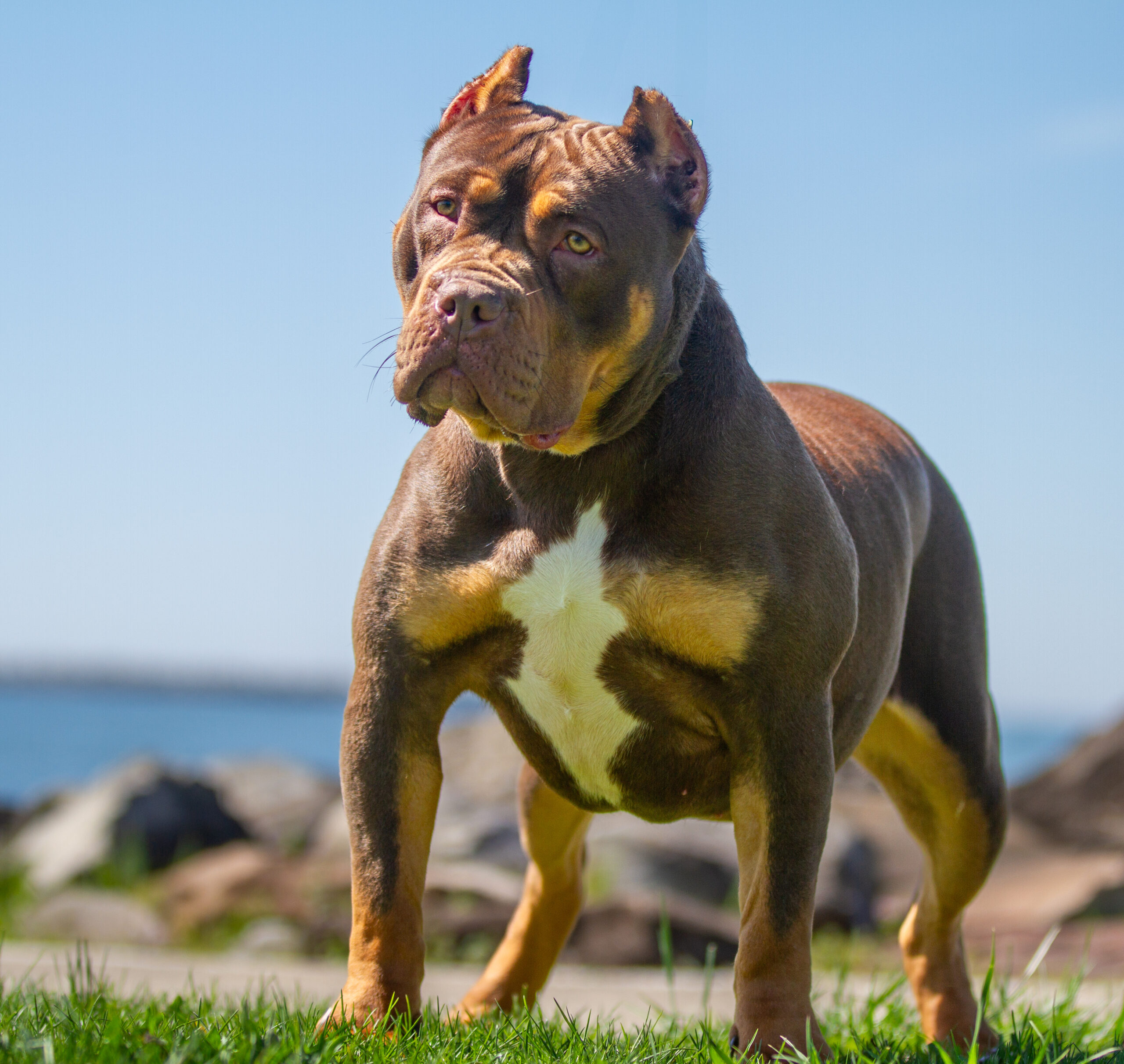 Dog Featured Image