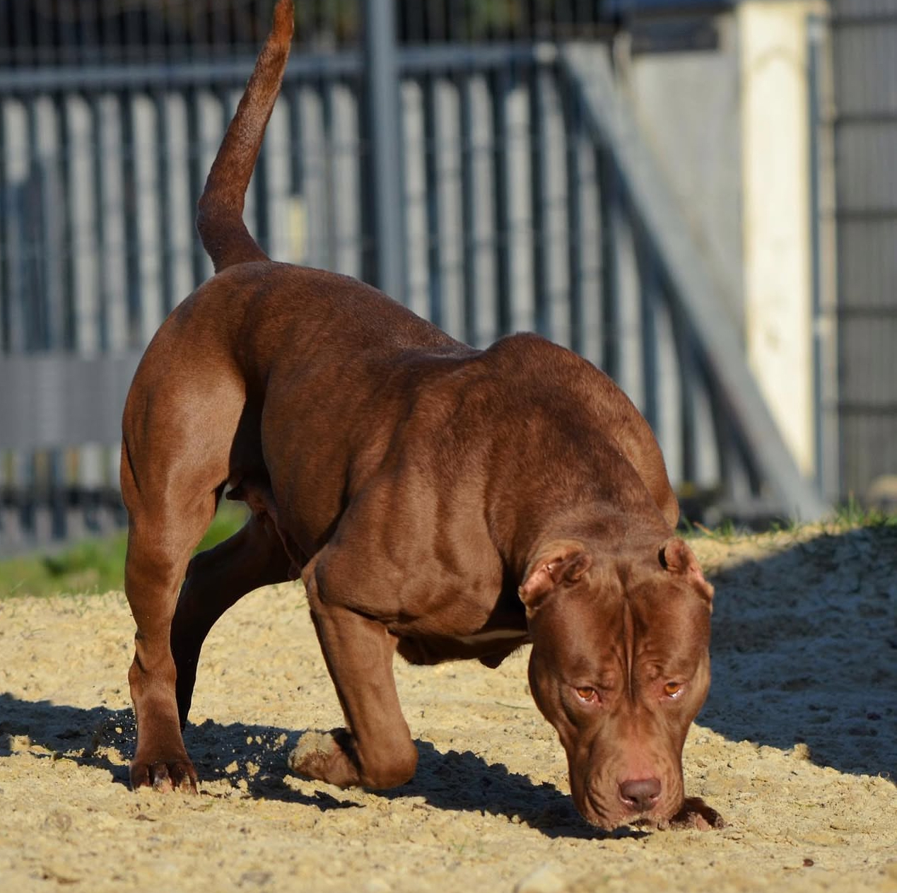 Dog Featured Image