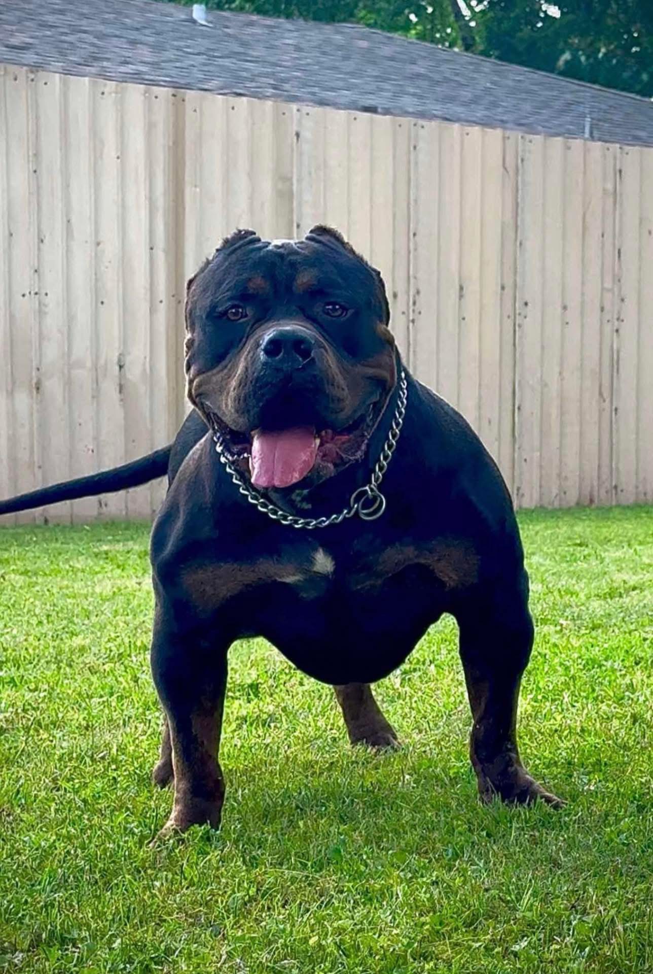 Dog Featured Image