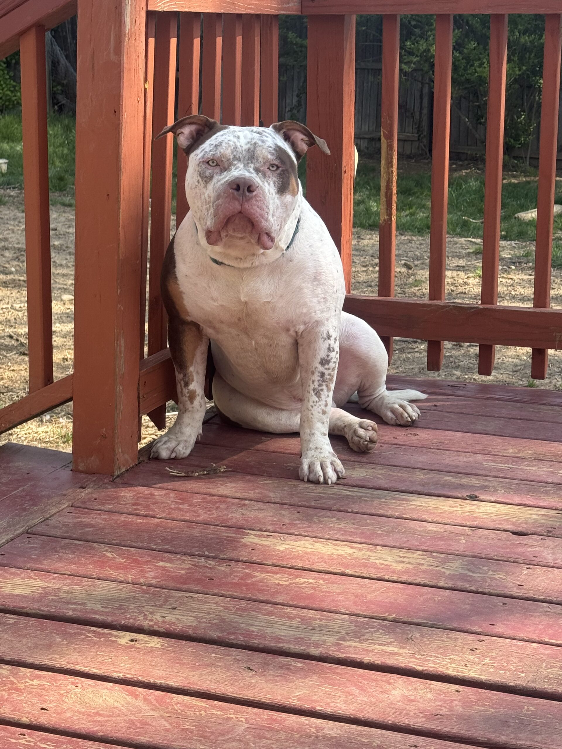 Dog Featured Image