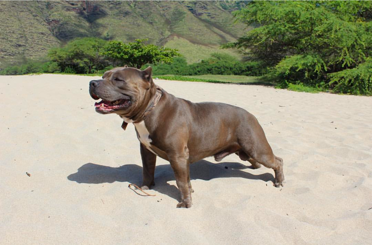 Dog Featured Image