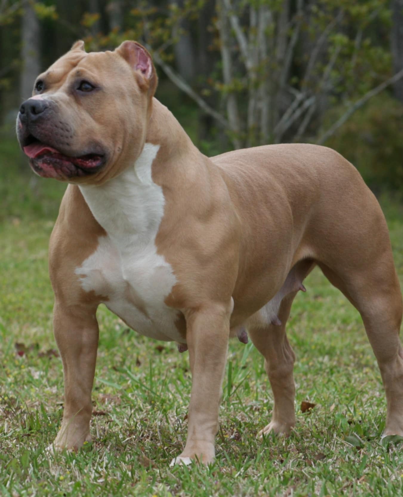 Dog Featured Image