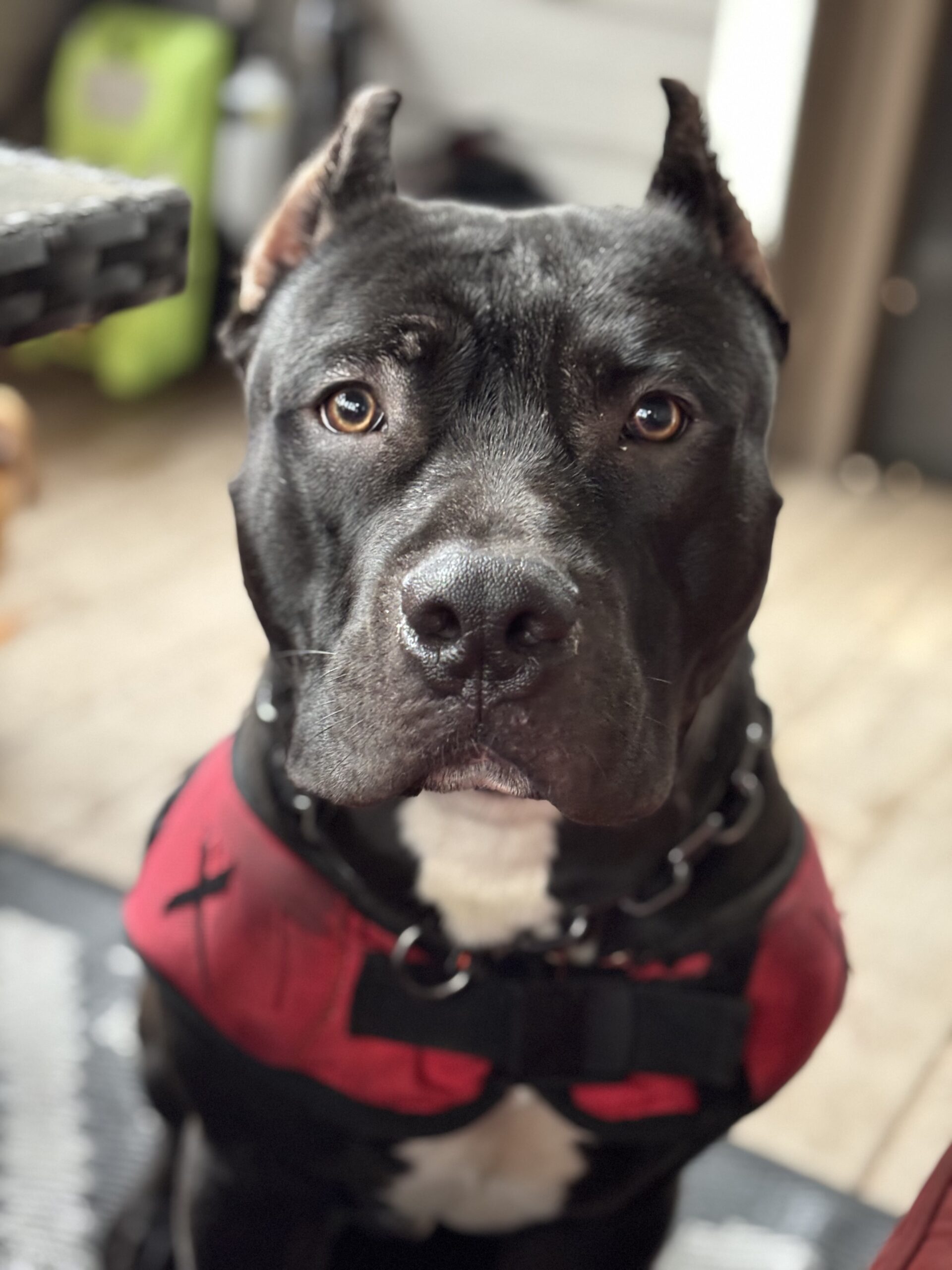 Dog Featured Image