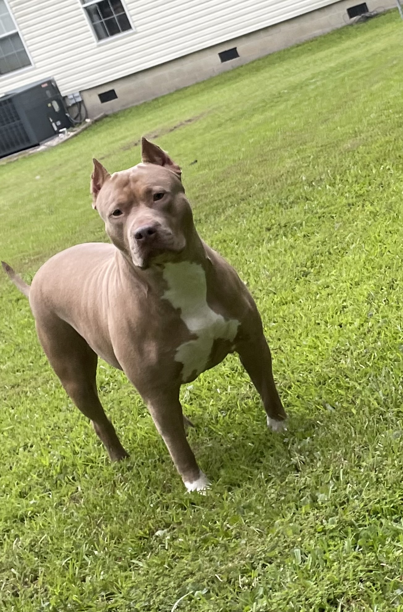 Dog Featured Image